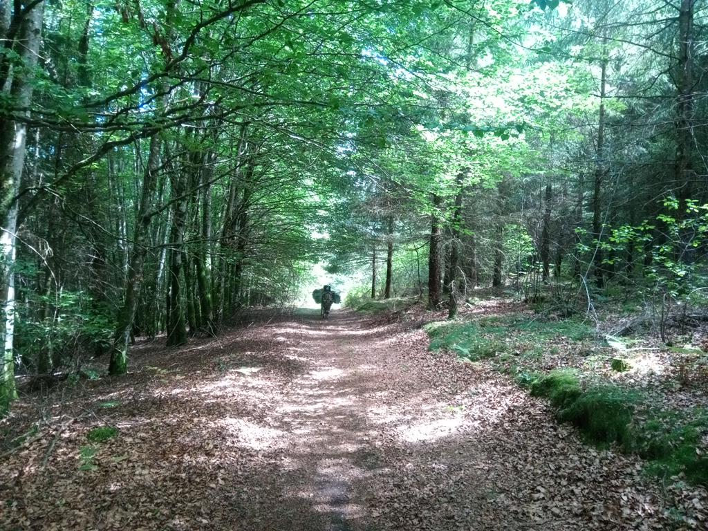 Encore de très beaux passages en forêt durant cette étape.