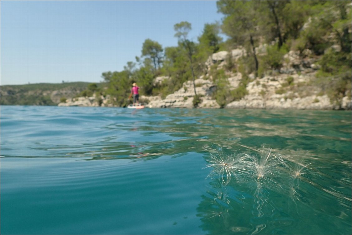 Papus sur le lac d'Esparron