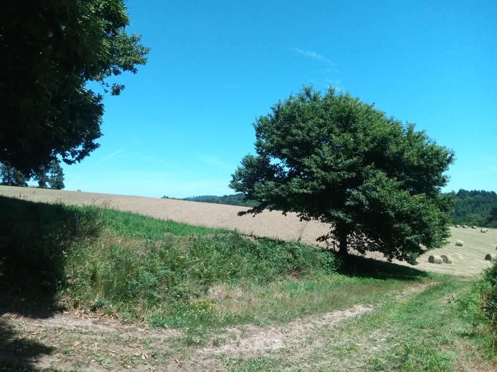 Le retour des châtaigniers qui prennent doucement la place des plantations de Douglas