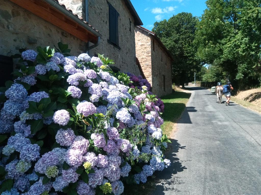 Au pays des sols acides, les hortensias sont rois