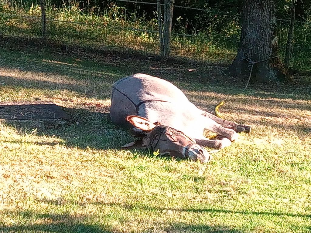 Gros repos pour Vanille