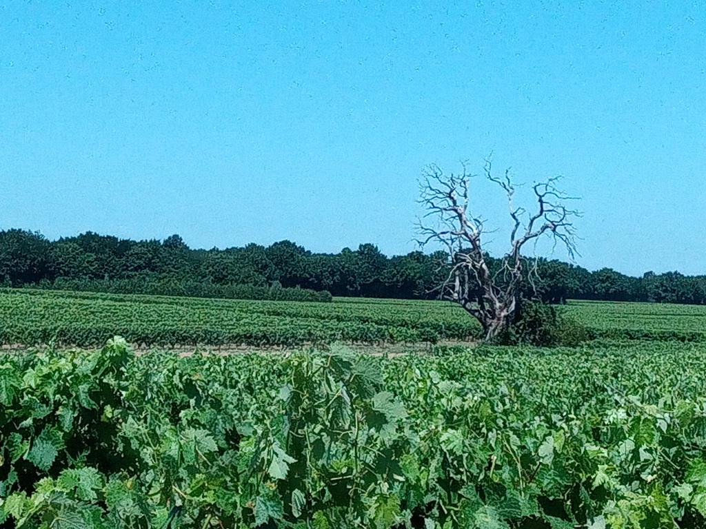 Les vignes laissent la place progressivement à la foret et aux cultures