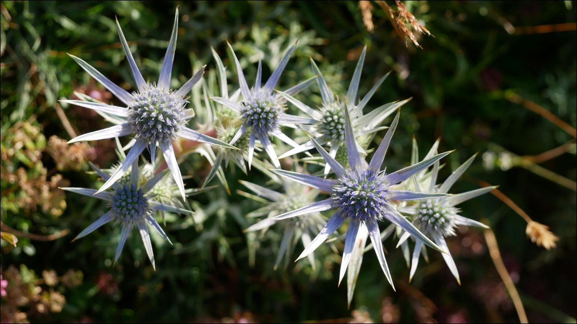 J9 : une journée pleine de fleurs (Chardon bleu ou Panicot)