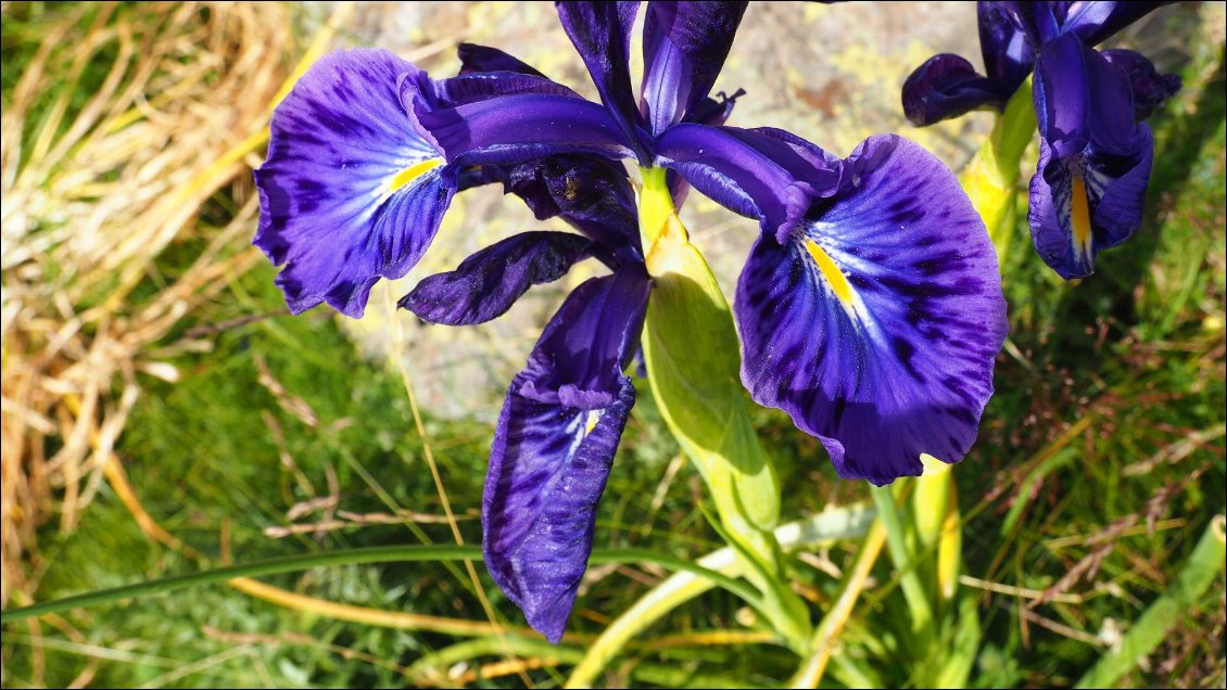 J10 : l'emblématique Iris des Pyrénées