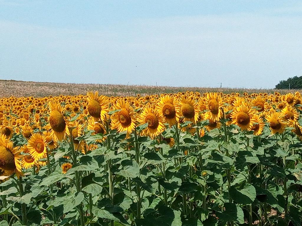 Des champs de tournesol à perte de vue