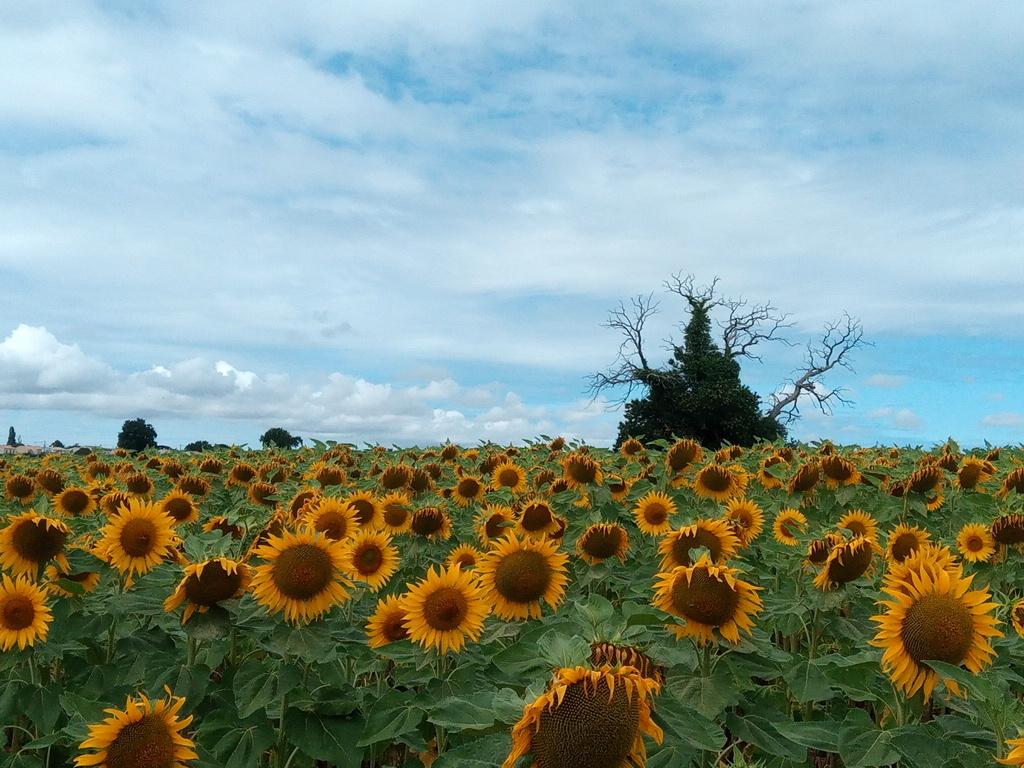 Le soleil est revenu !!