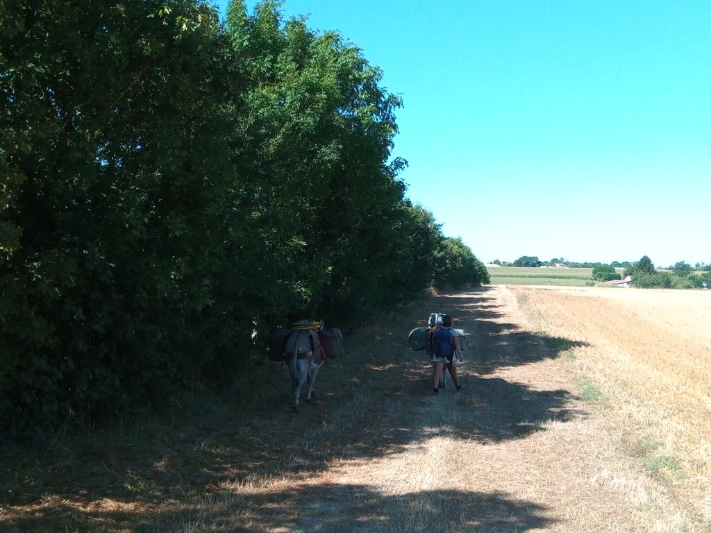 Nous longeons de belles haies hautes replantées