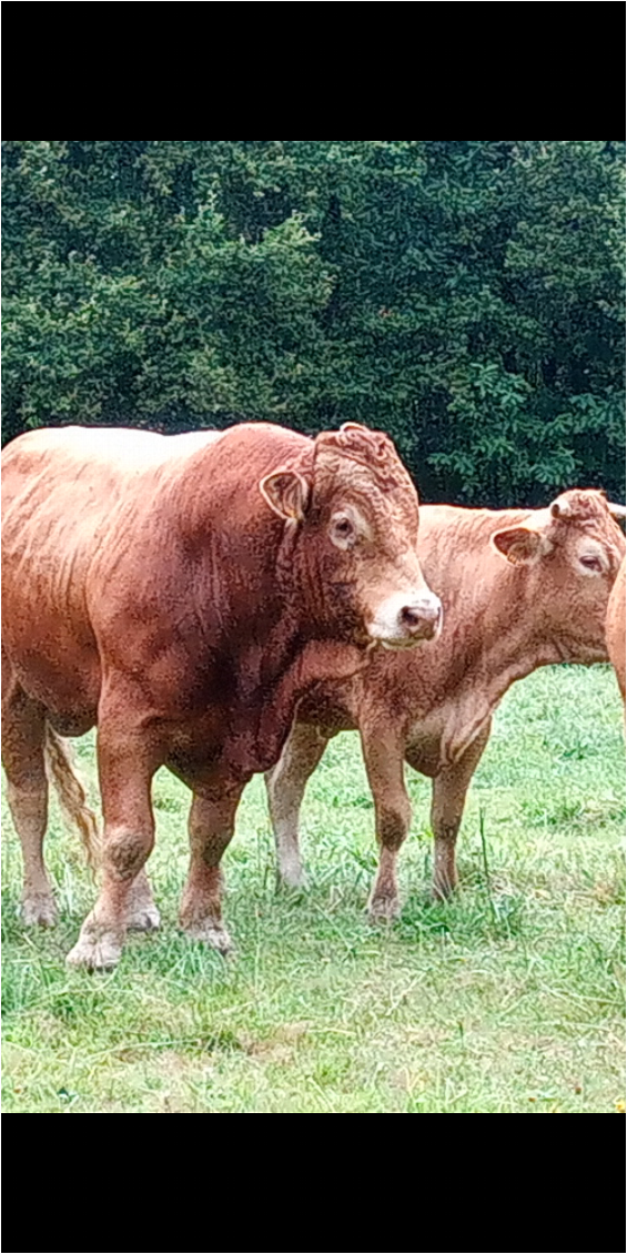 Et là, il y a beaucoup trop de vent. D'où l'expression : il fait un vent à écorner les bœufs :)