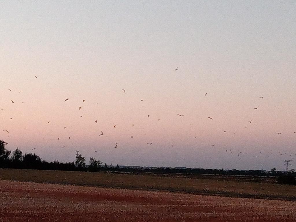 Les trucs dans le ciel, ce sont des mouettes et l'air est bien iodé