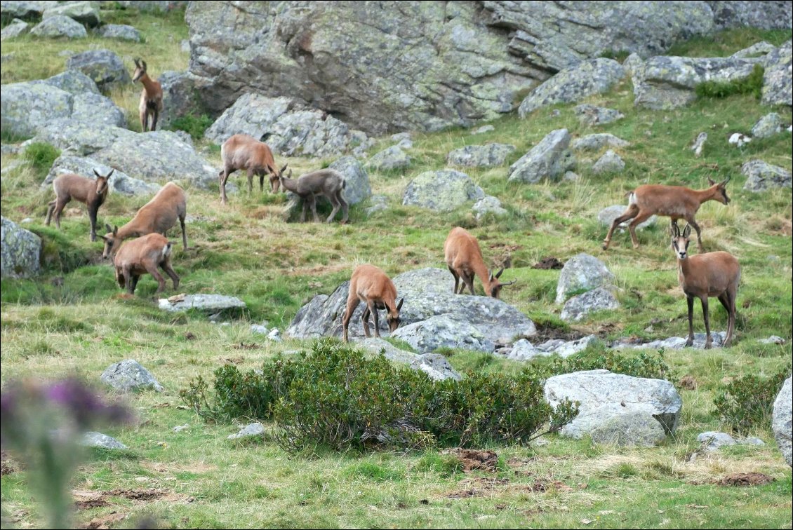 J16 : l'incroyable rencontre du soir à 50 m de notre bivouac