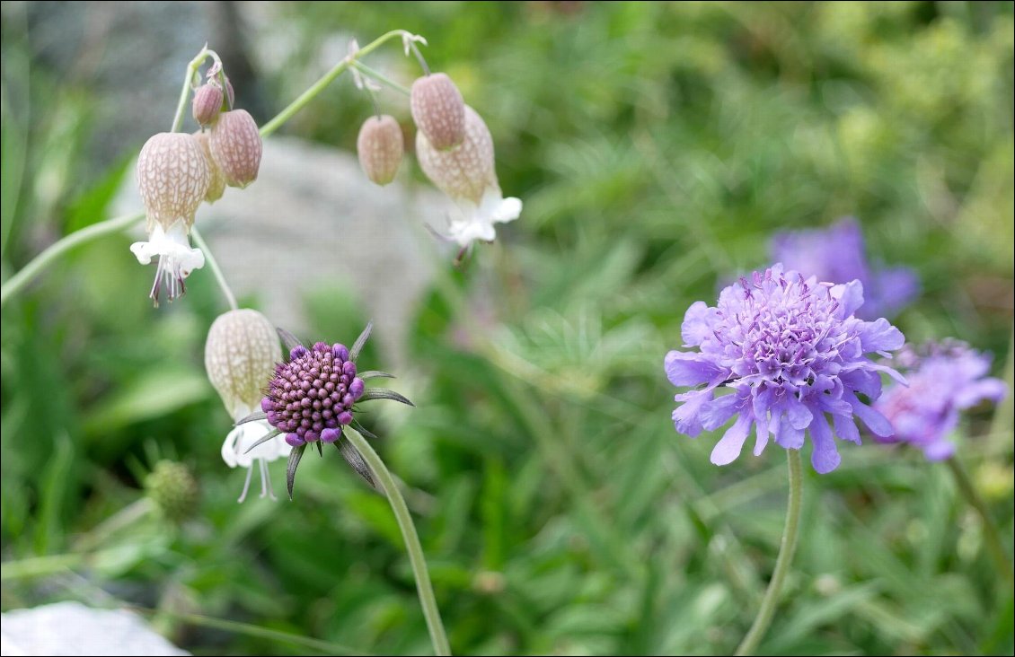 J18 : des fleurs à foison