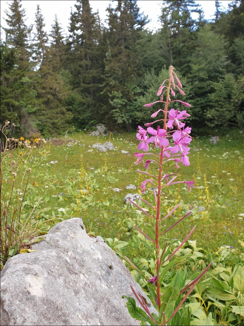 Flore des montagnes