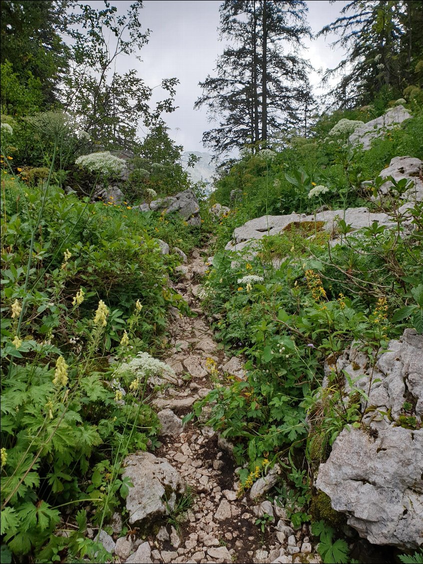 Terrain glissant pour les randonneurs, et bonheur de verdure pour les ânes !