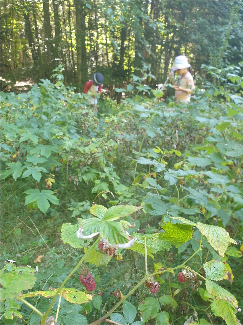 Hummm des framboises sauvages