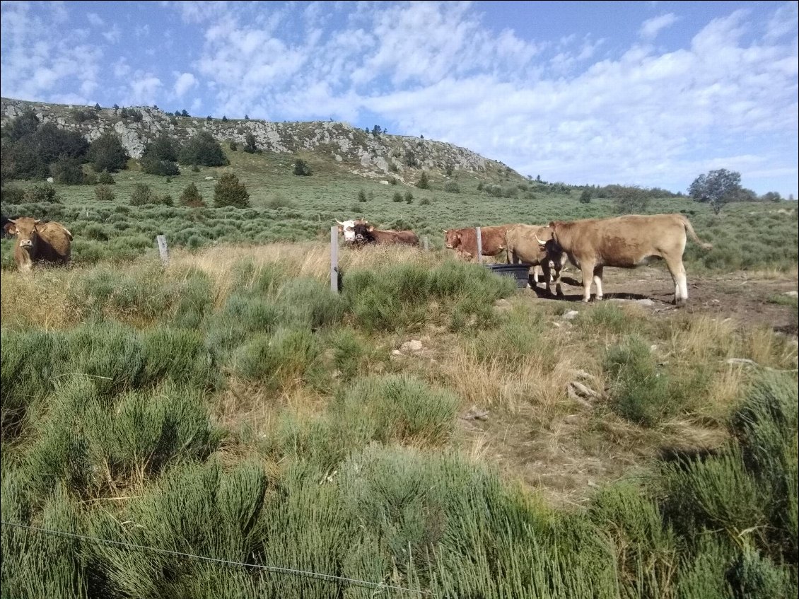 De la bonne viande sur pattes.