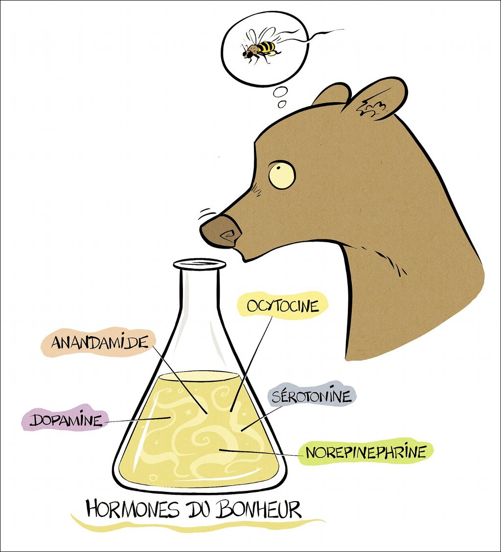 La chronique de l'ours des bois : le Flow, états modifiés de conscience et survie.
Dessin Philippe Gady