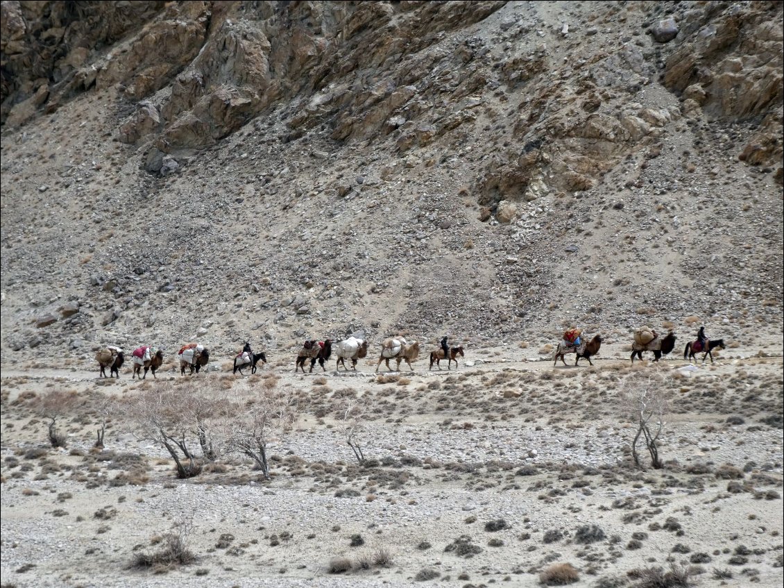 Tadjikistan / Afghanistan. Caravane de chameaux de Bactriane.
Photo : Alba Moreno Gañan et Thomas Millischer