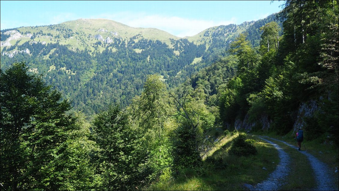J28 : les forêts à ours de l'Ariège