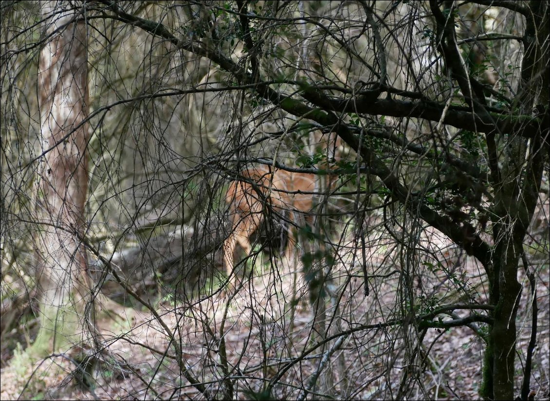 J28 : rencontre de fin de journée (cherchez le chevreuil)