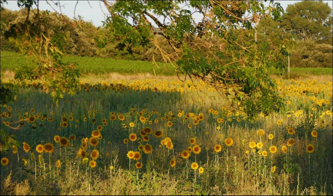 Tous les jours : des champs et des champs de tournesols