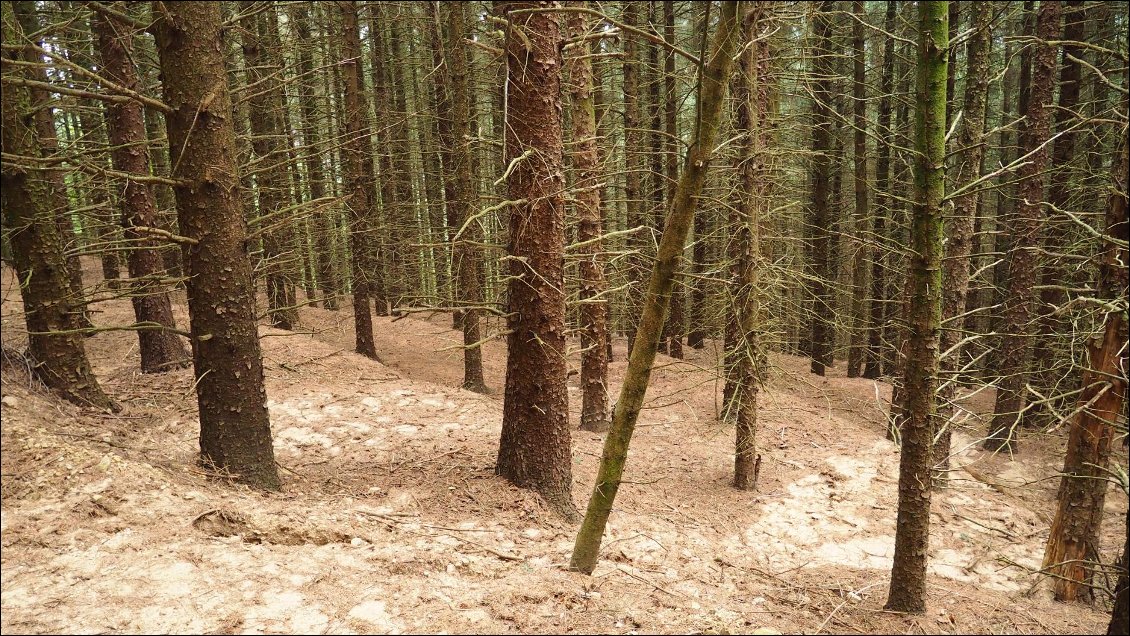 J41 : les forêts plus ou moins belles de la descente pour Labastide-Rouairoux