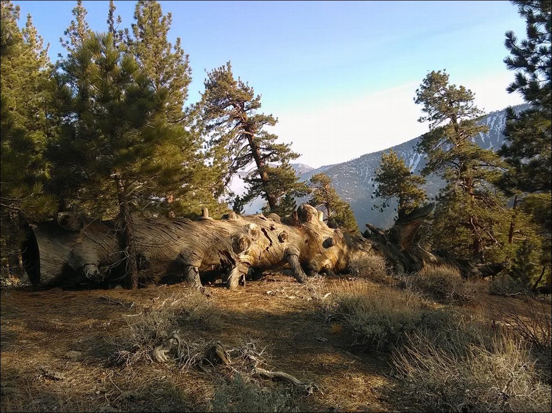 les sequoias torsadés