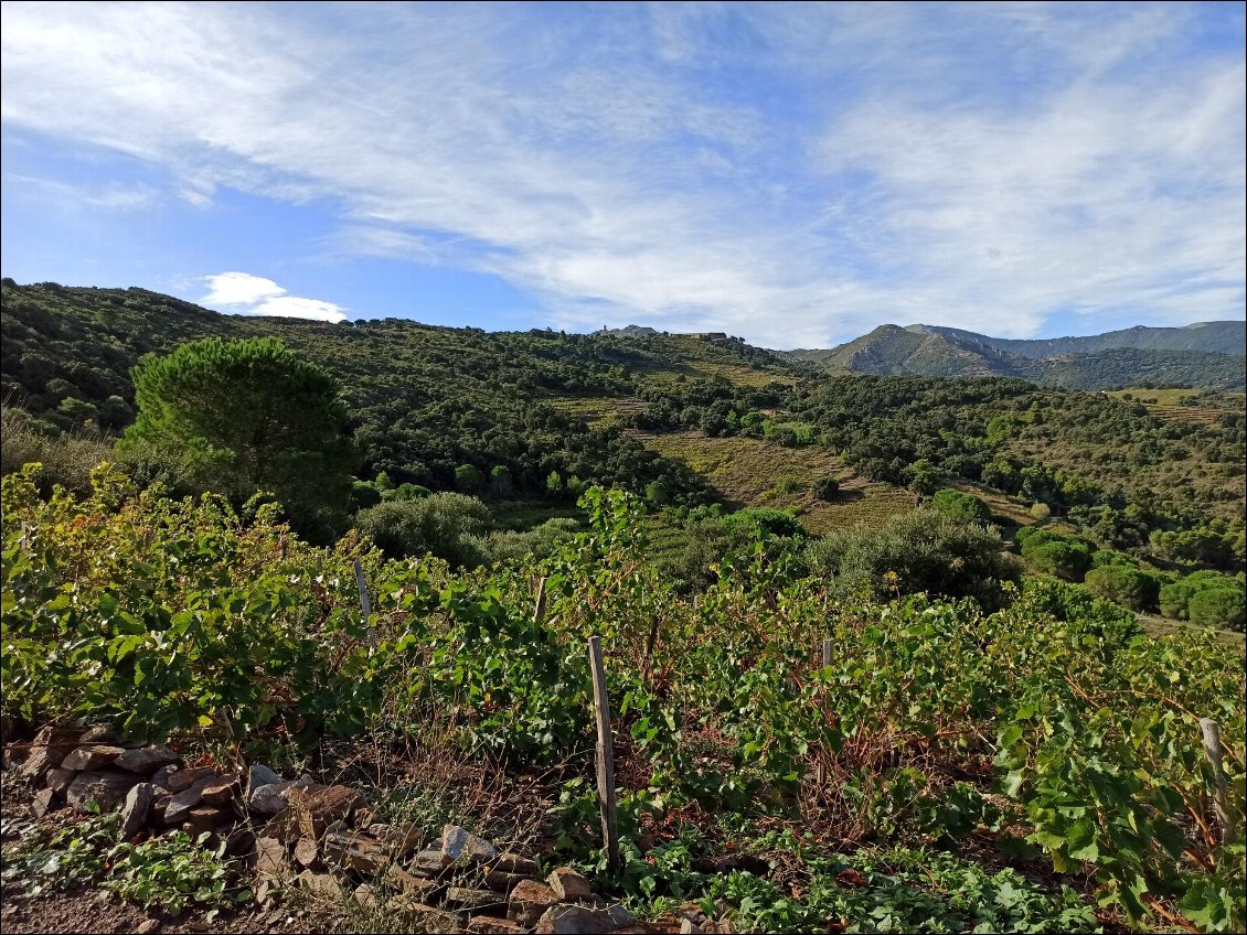 Un paysage de vignes et d'oliviers