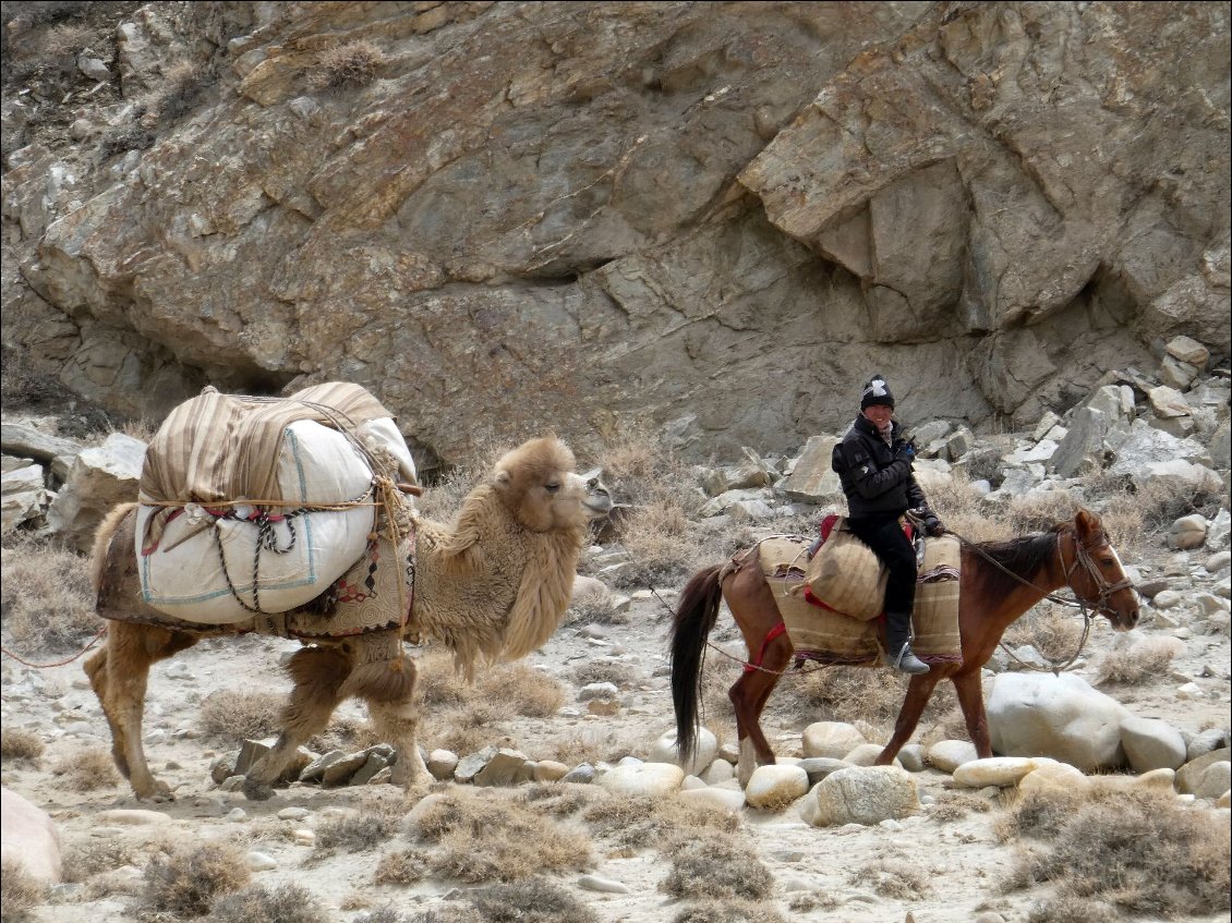 Chameaux de Bactriane, à 5000 mètres d'altitude, Afghanistan.