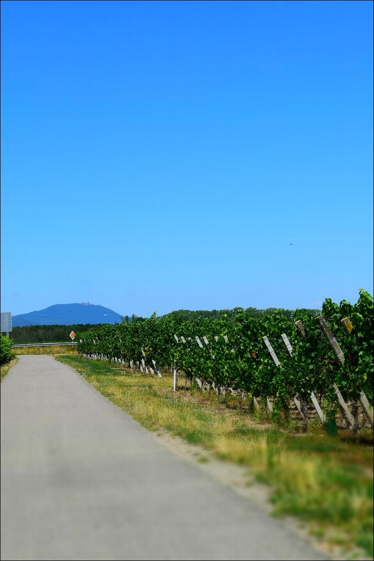 Les vignes. Le château que l'on aperçoit au loin c'est le château du Haut Koenigsbourg!
