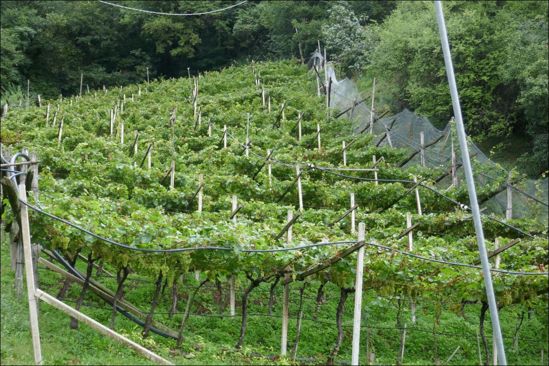 Les vignobles perchés.