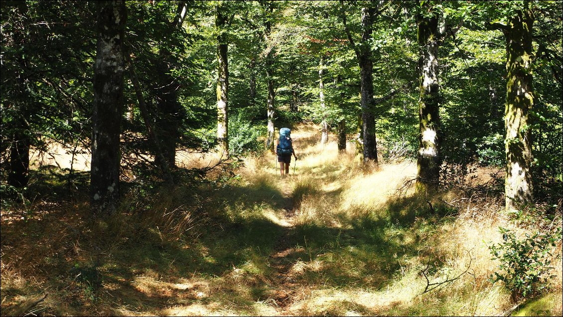 J44 : montée en foret