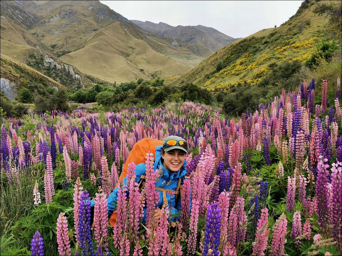 Les fameux lupins de la Nouvelle-Zélande