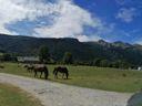 J3 : chevaux en pâturage sur le plateau du Bénou dans la descente du col de Marie Blanque