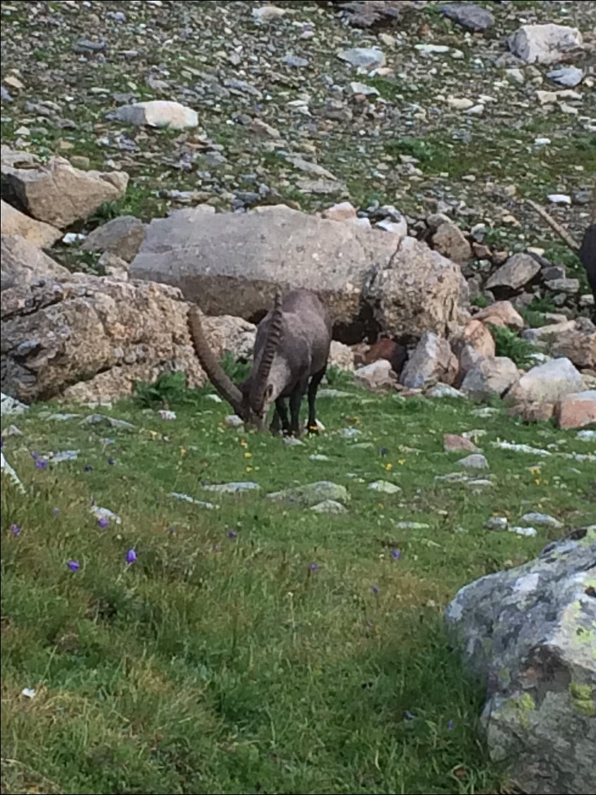 après l'orage , les bouquetins sont arrivés 