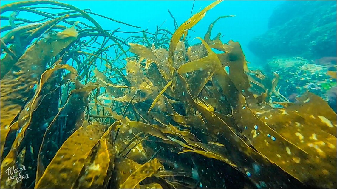 La visibilité nous permet d'apercevoir enfin sous l'eau...