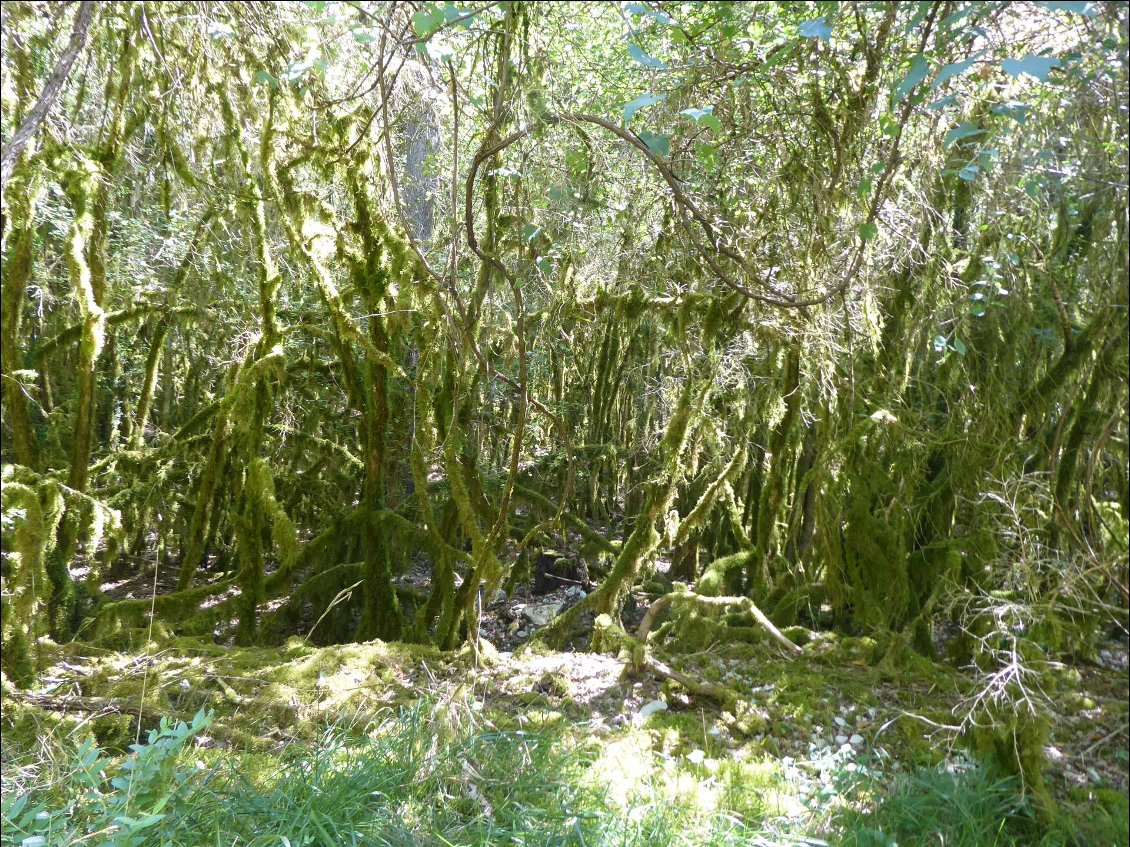 Forêt fantôme