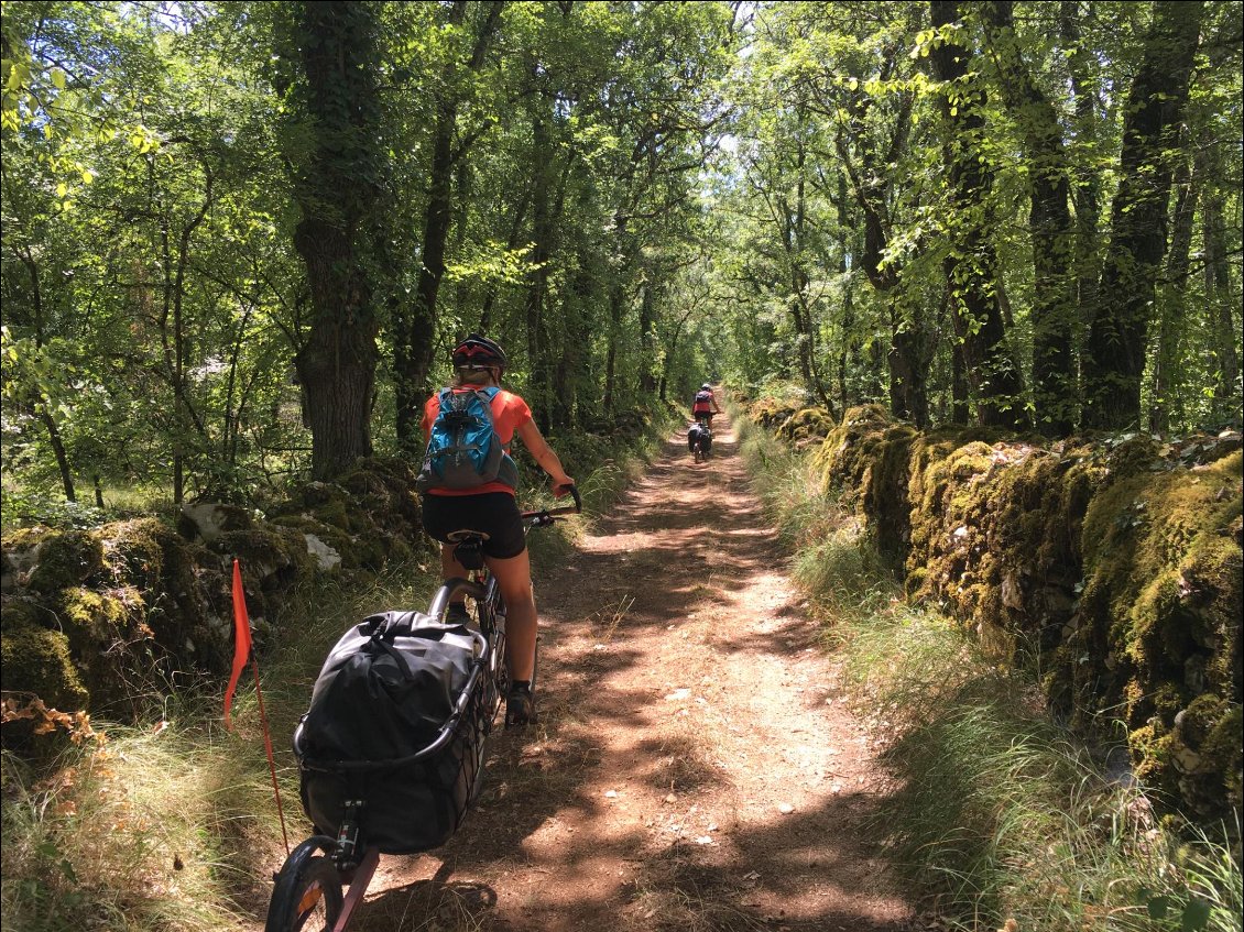 Les forêts de chênes