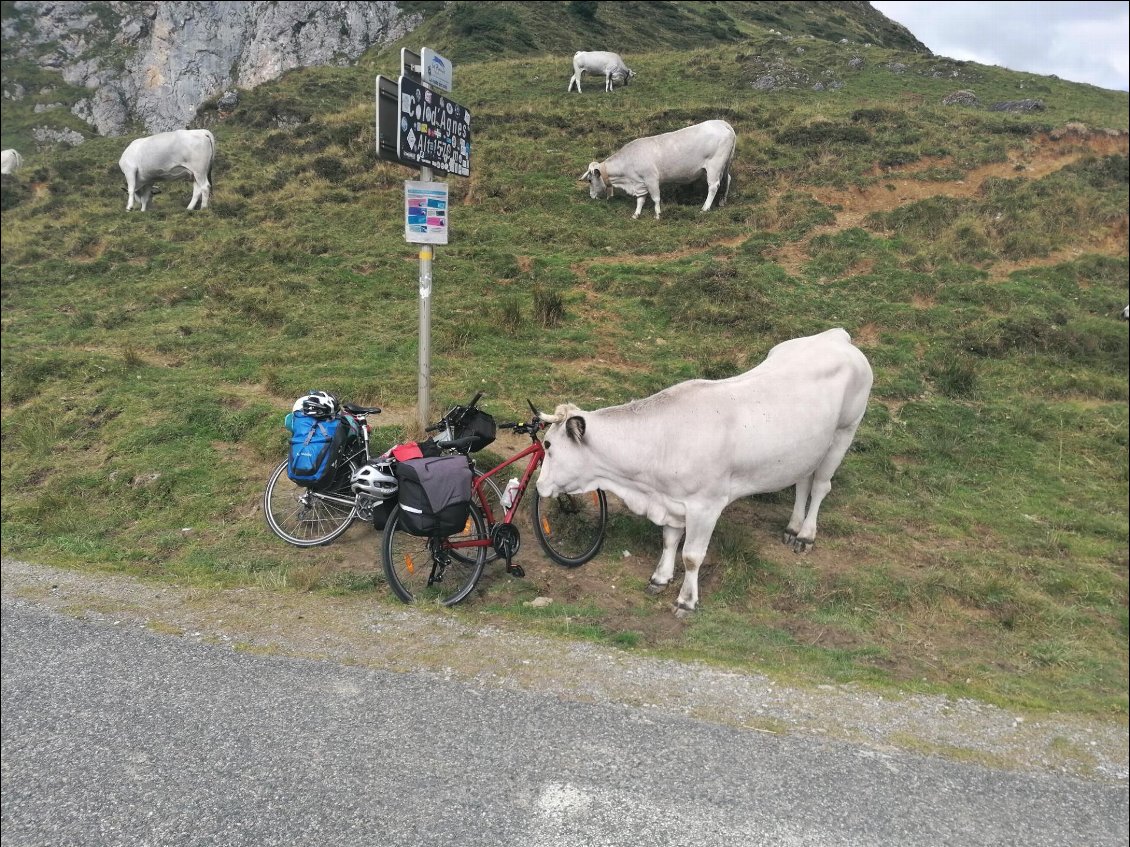 J9 : serait-elle à la recherche du chocolat Milka planqué dans les sacoches ?? en tout cas, on gardera des poils de vache sur le guidon jusqu'à la mer !