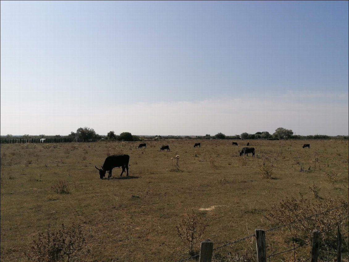 J16 : les taureaux de Camargue