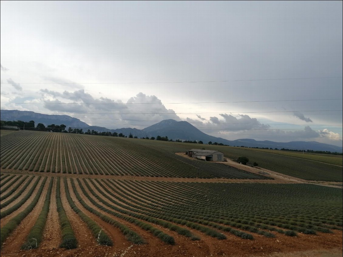 J18 : les champs de lavande à perte de vue autour des basses gorges du verdon