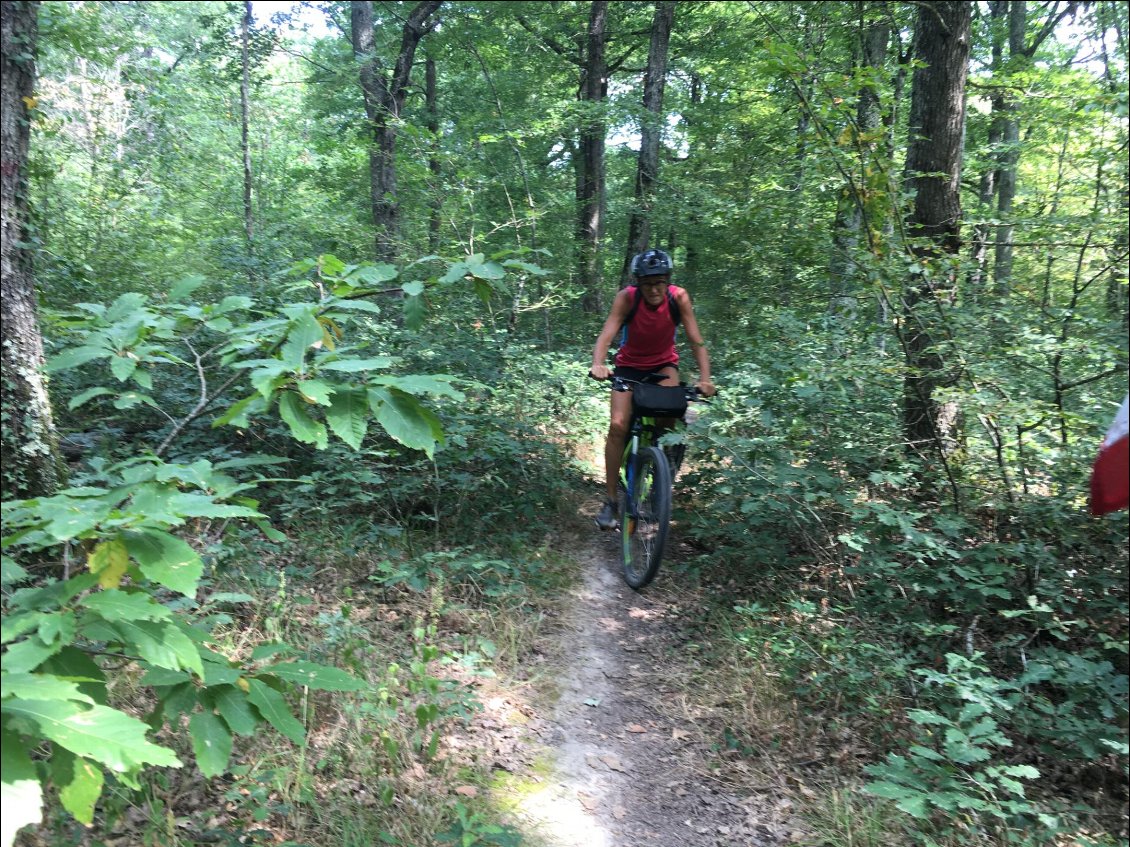 Forêt de Bouconne