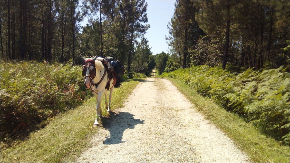 Les belles allées stabilisées gravillonnées... Un régal pour les 4x4, un confort pour les VTT et piétons mais une vraie galère pour les chevaux pieds nus.