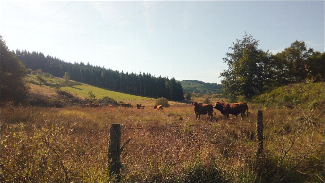 Plateau de Millevaches... Il y a des vaches partout !