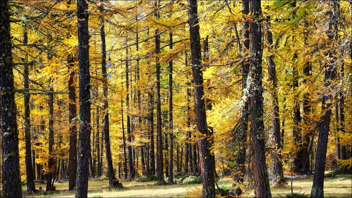 Mélèzes en parure d'automne.