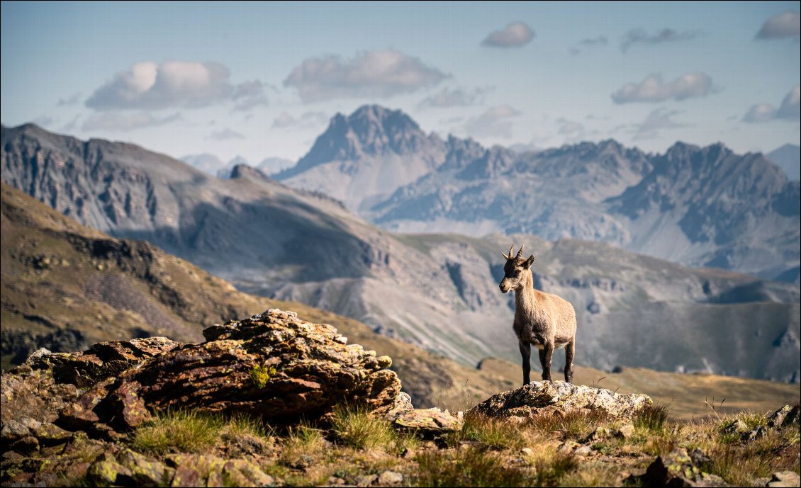 Le Mercantour et autour : guide pratique