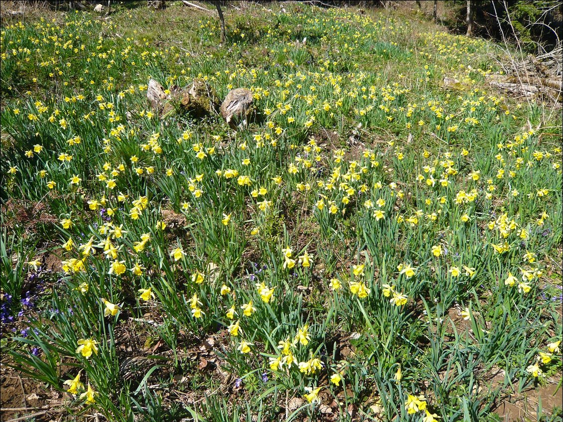 Jonquilles et Violettes
