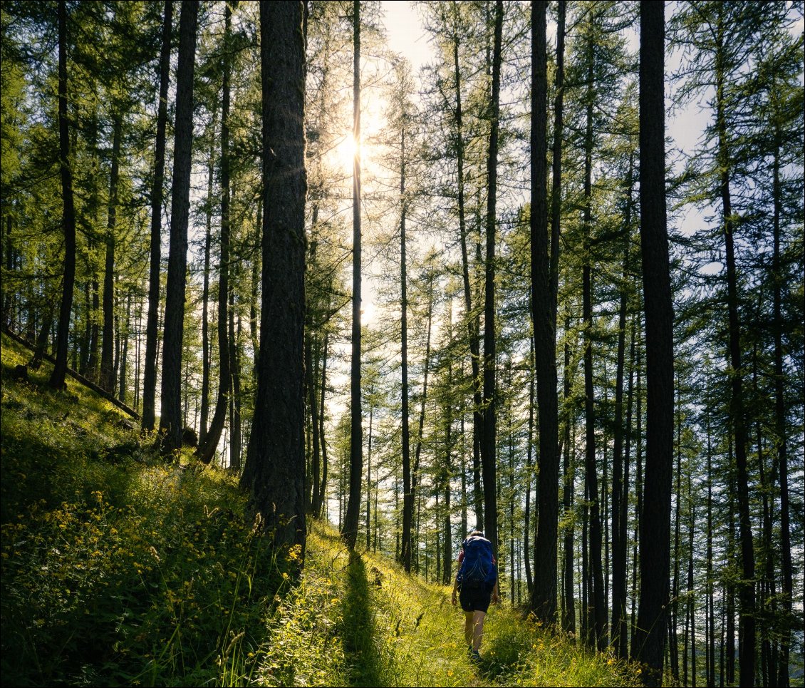 Belle forêt de mélèzes dans la montée.