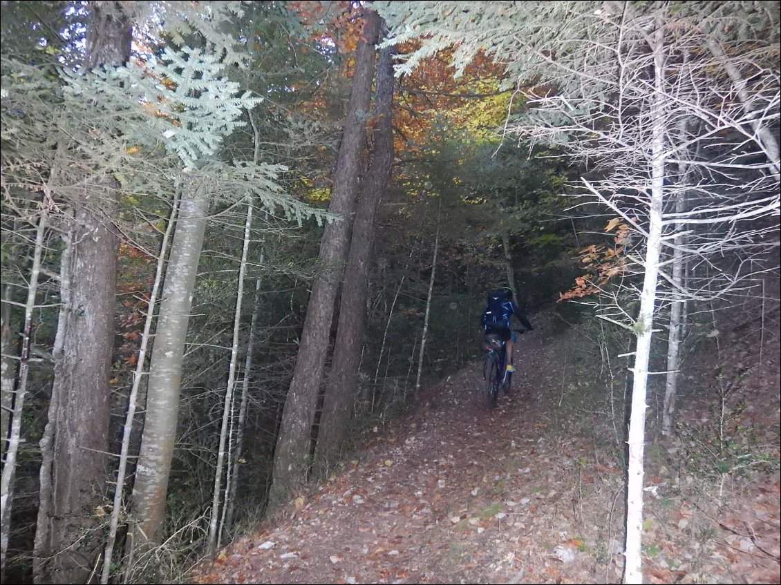 Il commence à faire sombre dans la forêt...