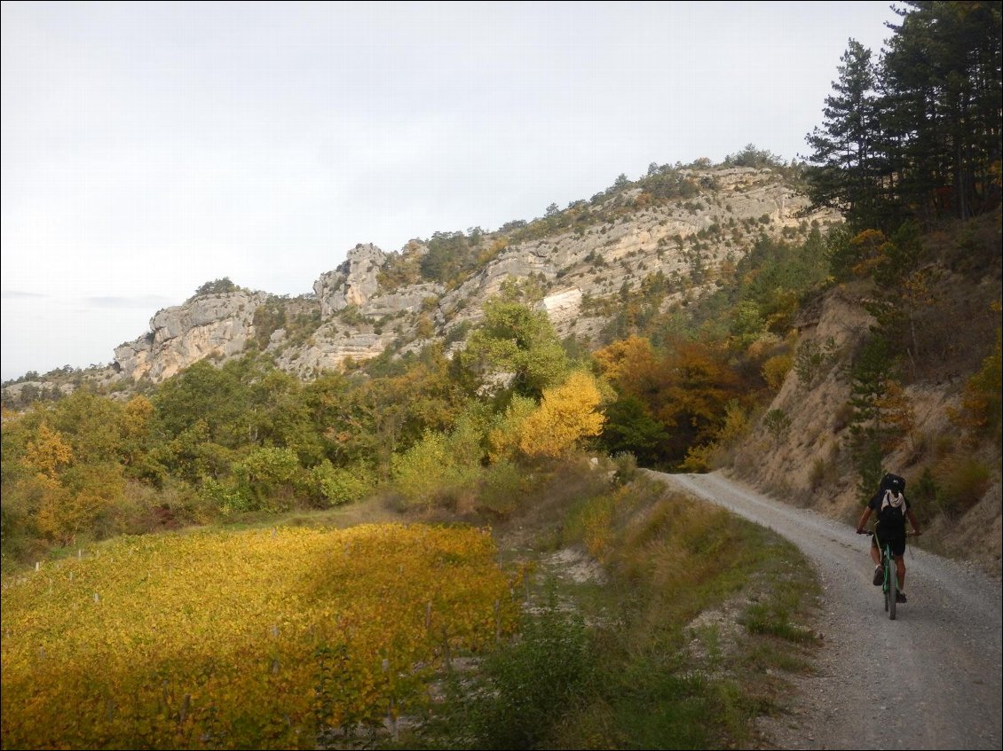 Encore des vignes