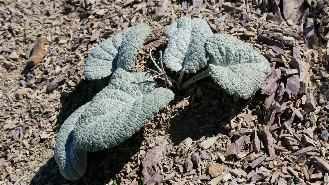 La Bérardie Laineuse, plante désertique adaptée à l'Ubaye bien sec